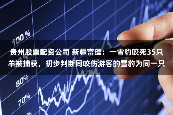 贵州股票配资公司 新疆富蕴：一雪豹咬死35只羊被捕获，初步判断同咬伤游客的雪豹为同一只